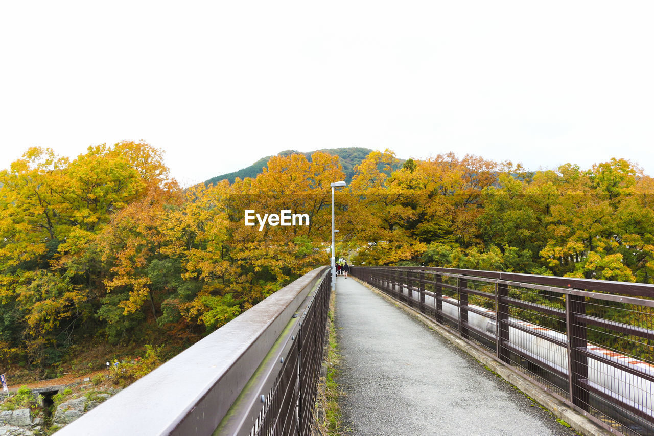 ROAD AMIDST TREES AGAINST CLEAR SKY