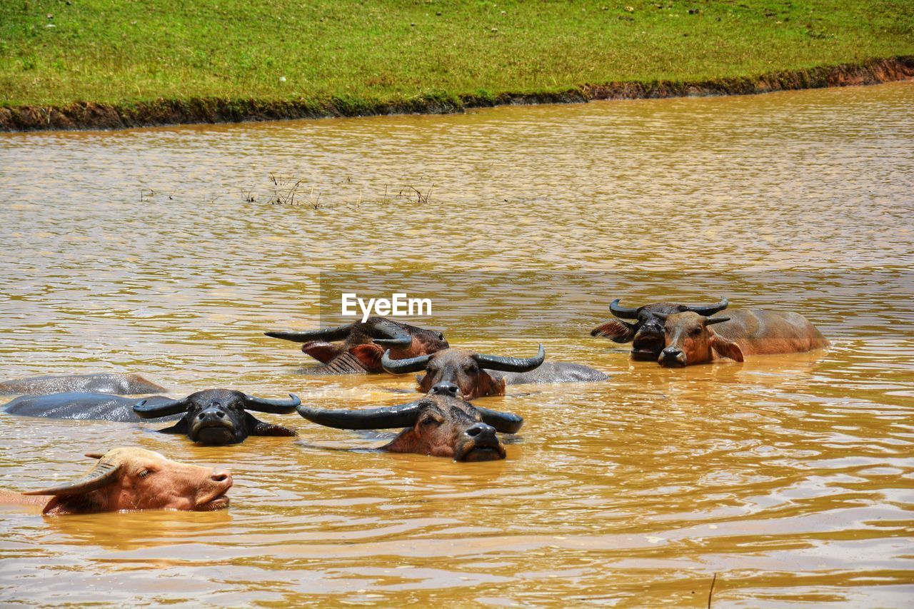 Buffalo soak in the water