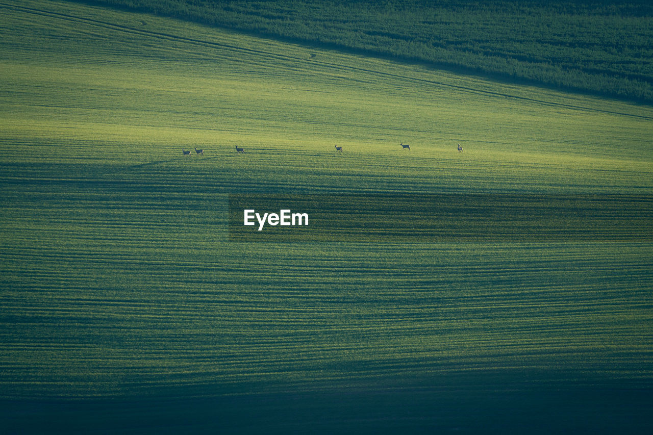 Autumn in south moravia. green hills, fields, trees, a herd of deer