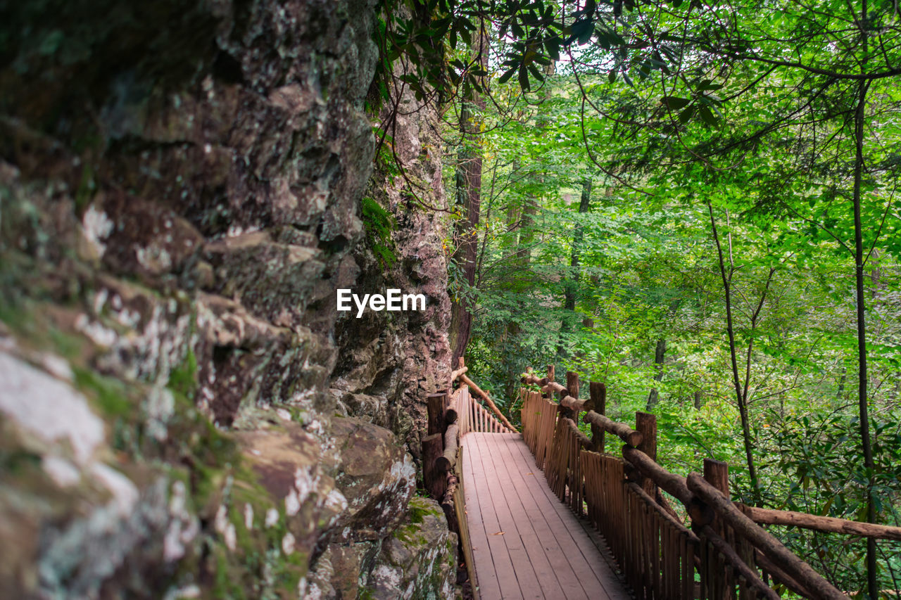 WOODEN FOOTBRIDGE IN FOREST