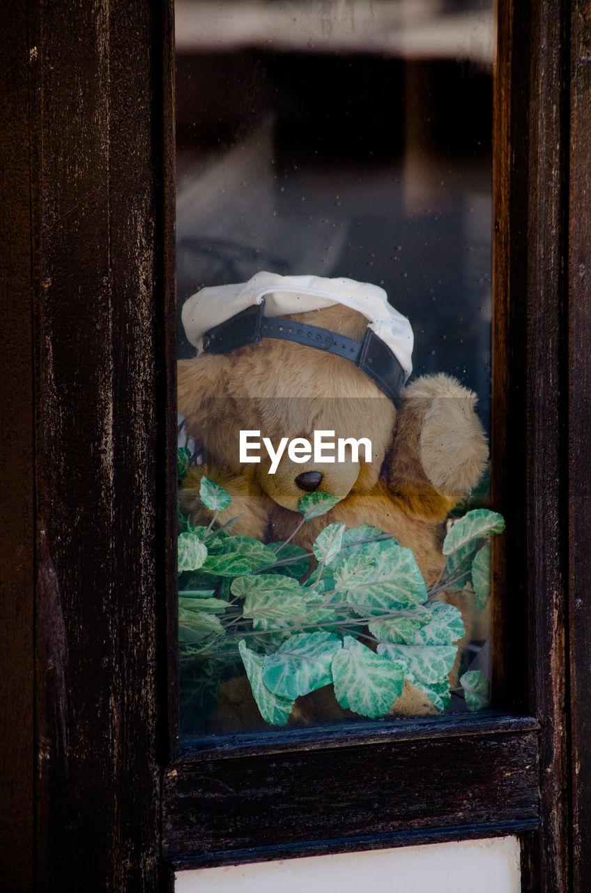 Teddy bear seen through glass window