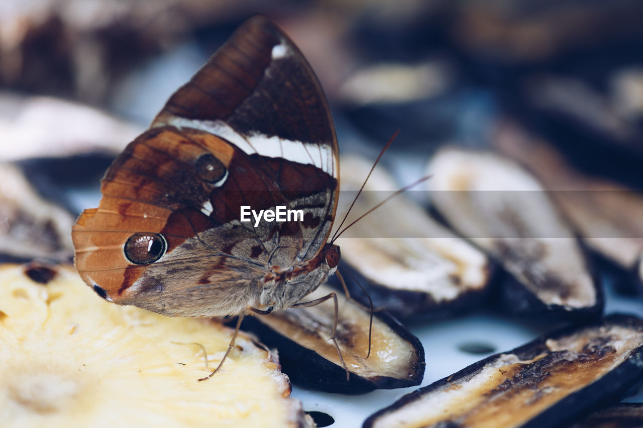 Close-up of butterfly on oyster