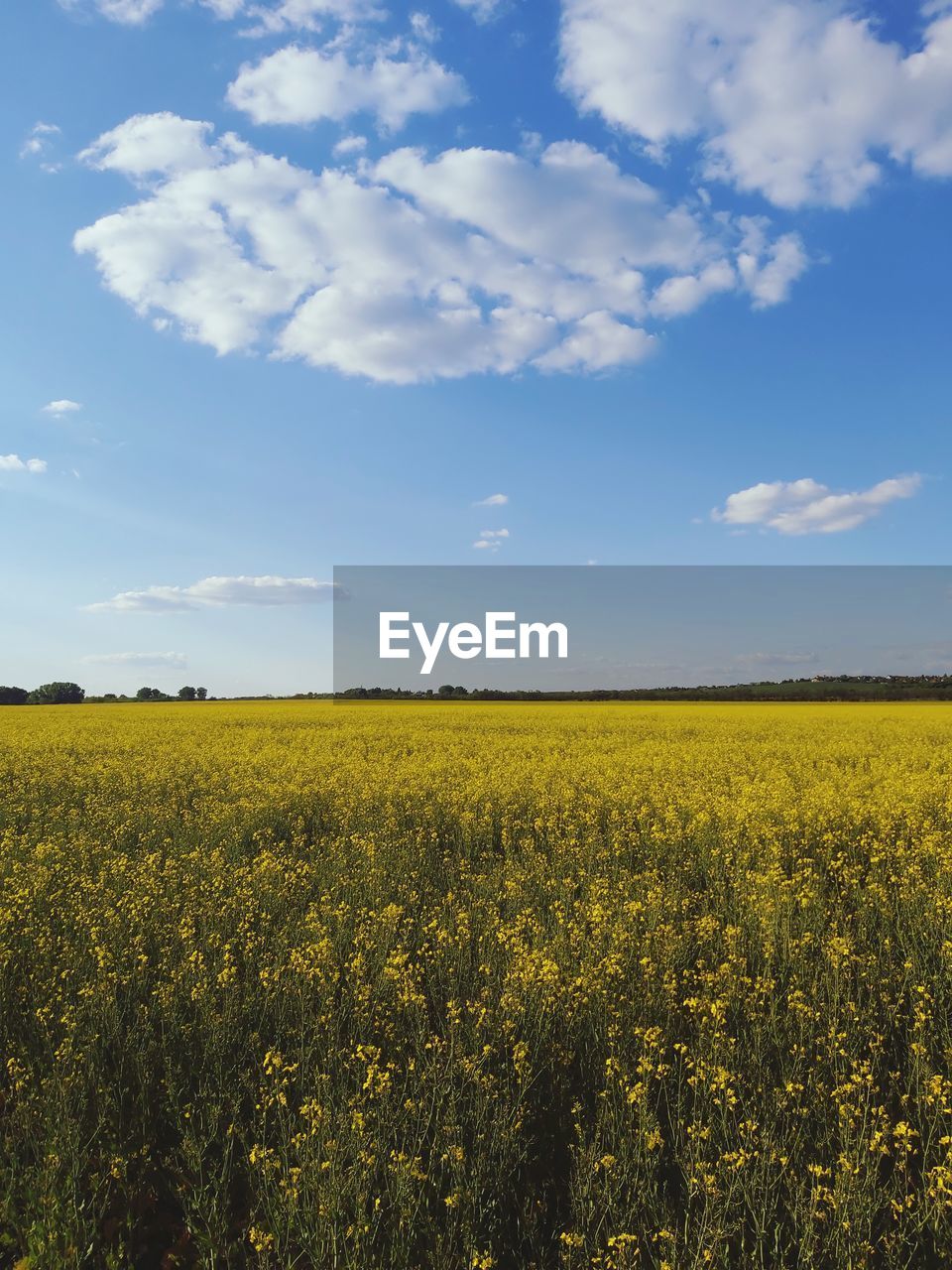 Scenic view of oilseed rape field against sky