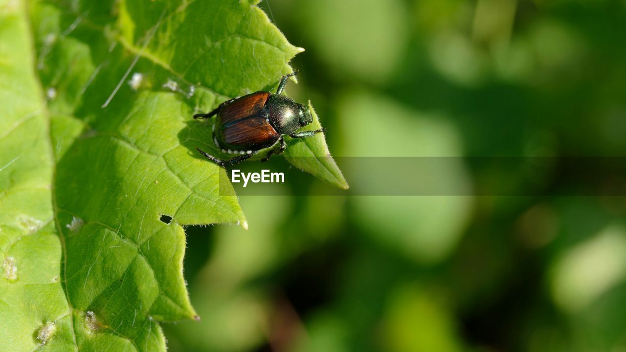 CLOSE-UP OF INSECT ON LEAF