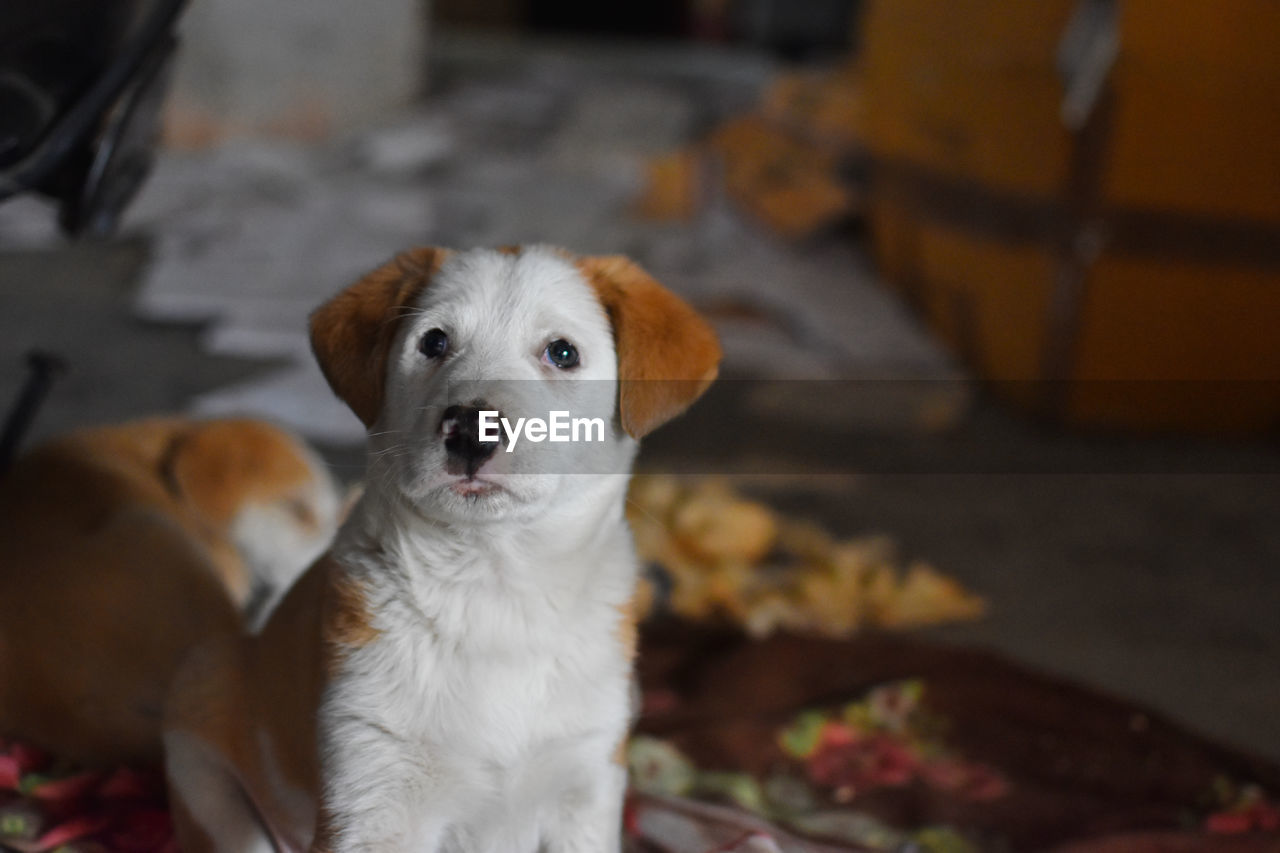 HIGH ANGLE VIEW PORTRAIT OF PUPPY WITH EYES