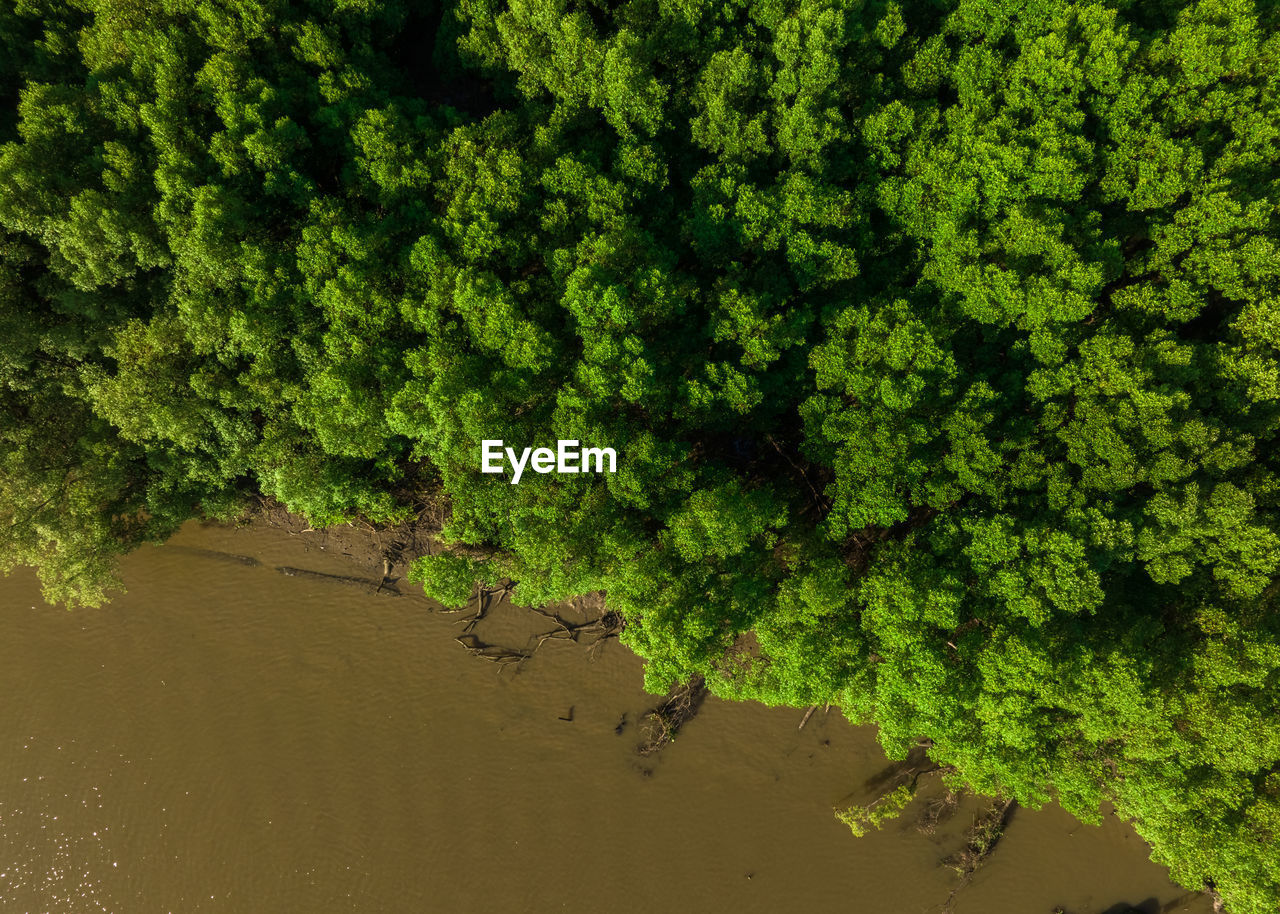 Green mangrove forest with morning sunlight. mangrove ecosystem. natural carbon sinks. mangroves