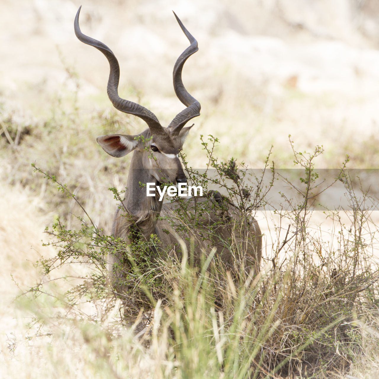 Close-up of antelope resting on field