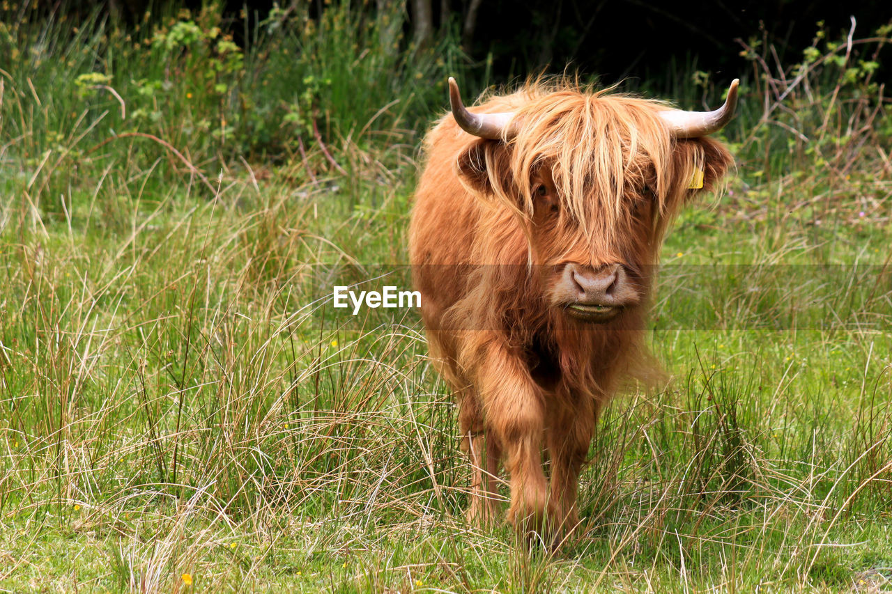 Highland cattle standing on grassy field