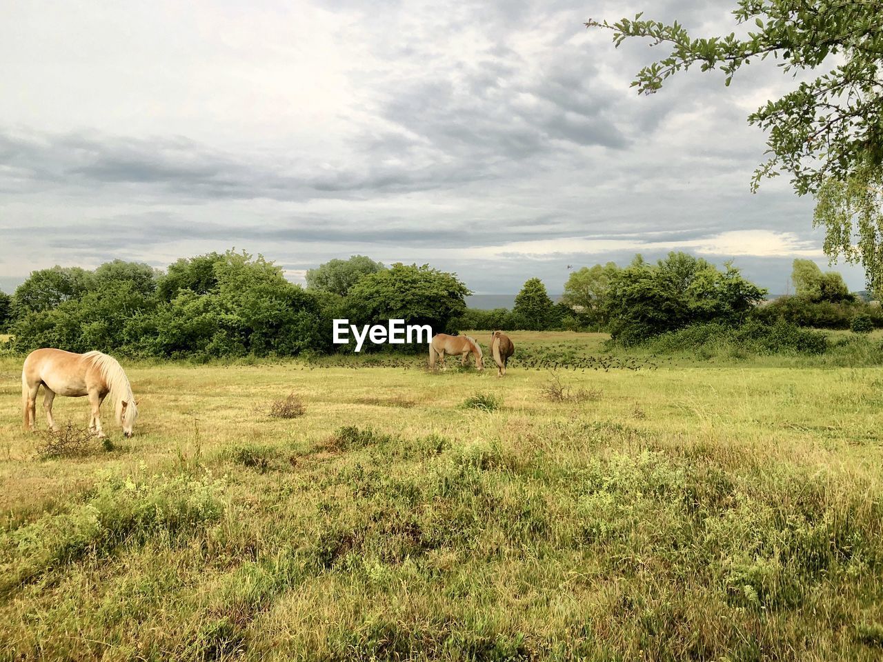 VIEW OF SHEEP IN FIELD