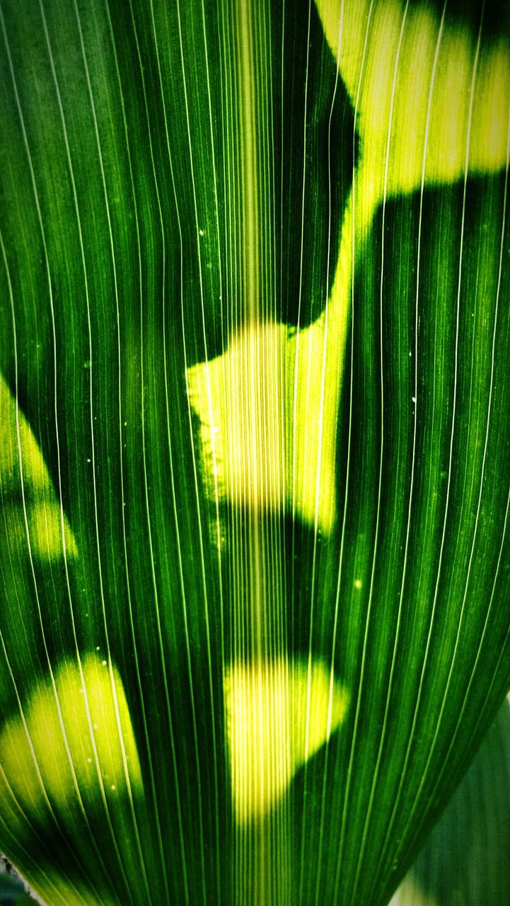 Full frame shot of corn leaf