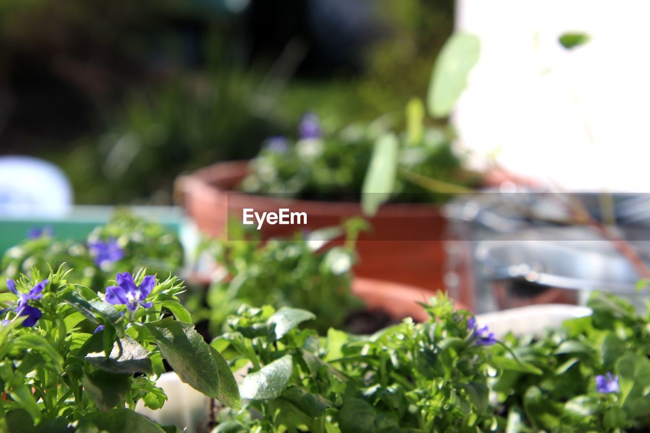 Close-up of purple flowering plant