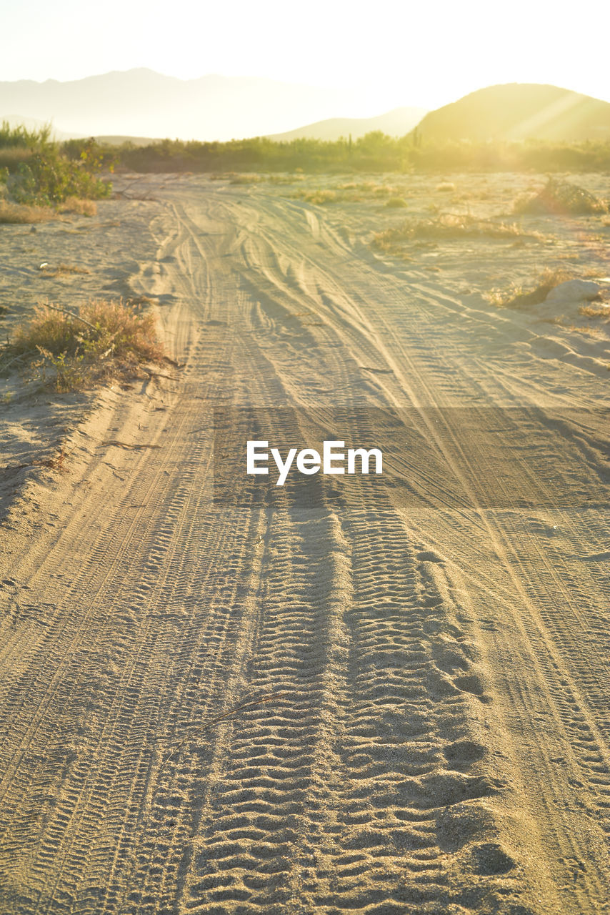  tire tracks in sand beach road at golden moments of tropical morning in baja california sur, mexico