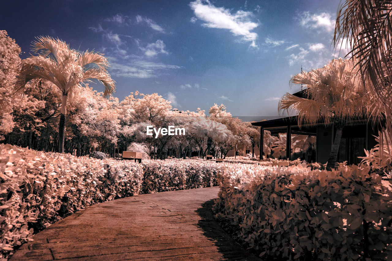 STREET AMIDST TREES AND PLANTS AGAINST SKY DURING AUTUMN