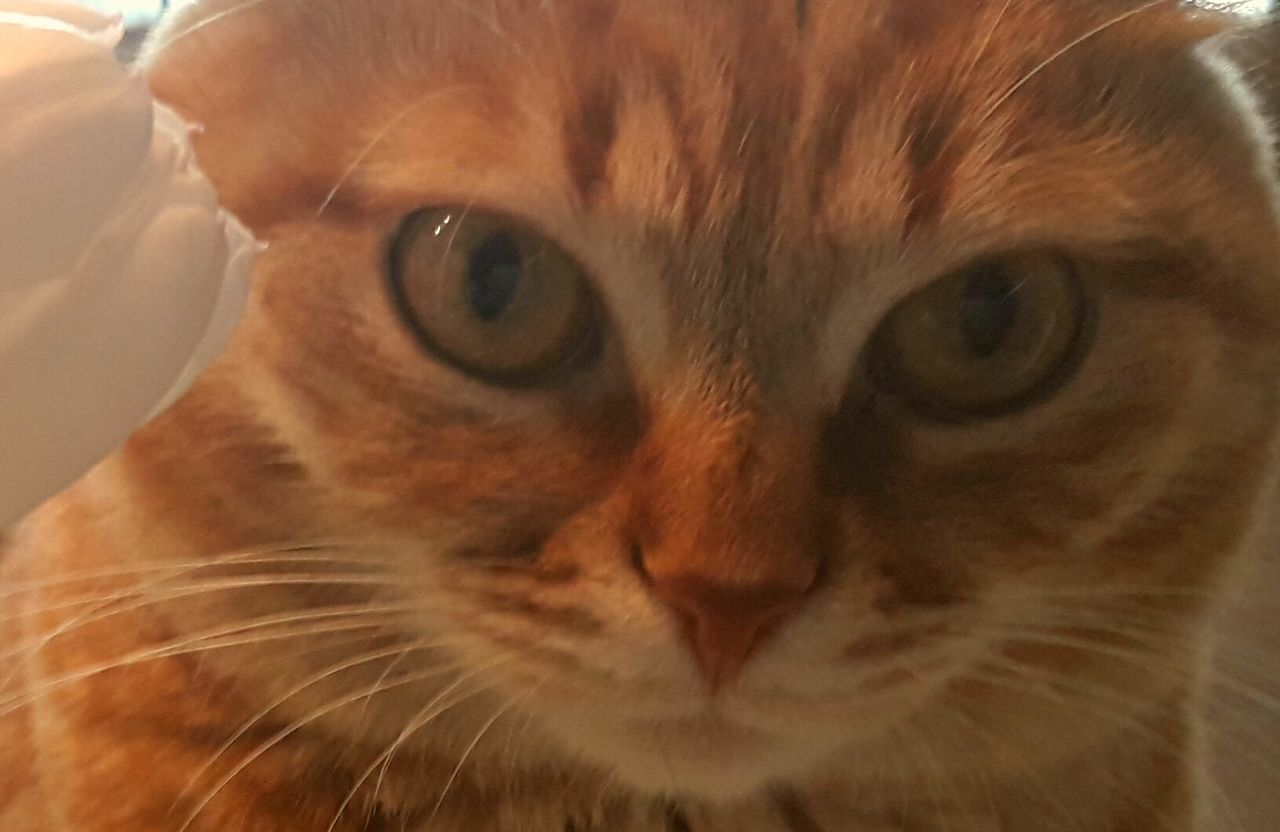 CLOSE-UP PORTRAIT OF CAT ON BLANKET