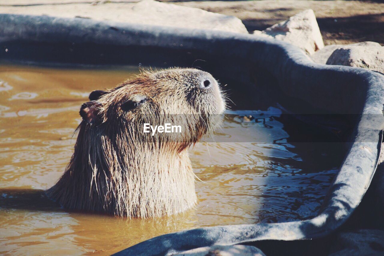 Close-up of animal in lake