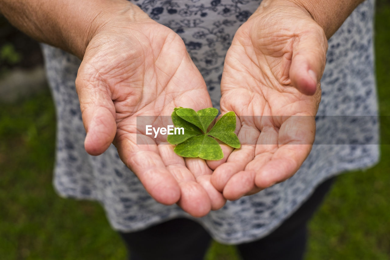 Midsection of woman holding clover leaves