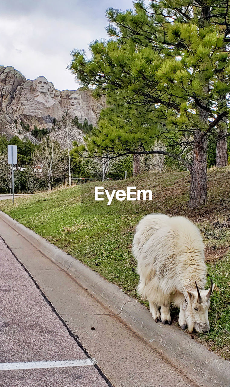 Mountain goat near parking lot of Mount Rushmore Cloudy Sky Mount Rushmore National Memorial Rock Formation Day Grass No People One Animal Outdoors