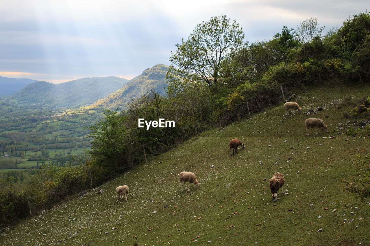 VIEW OF SHEEP GRAZING ON FIELD