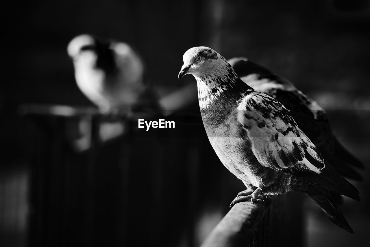 Pigeon in bnw