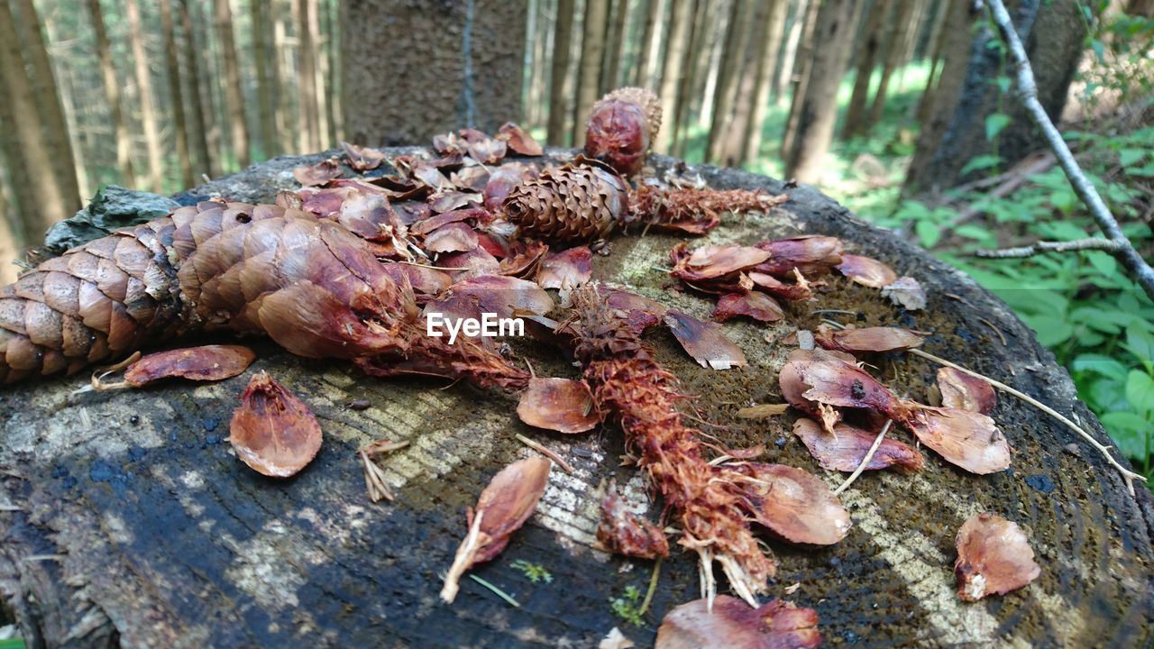 High angle view of tree stump