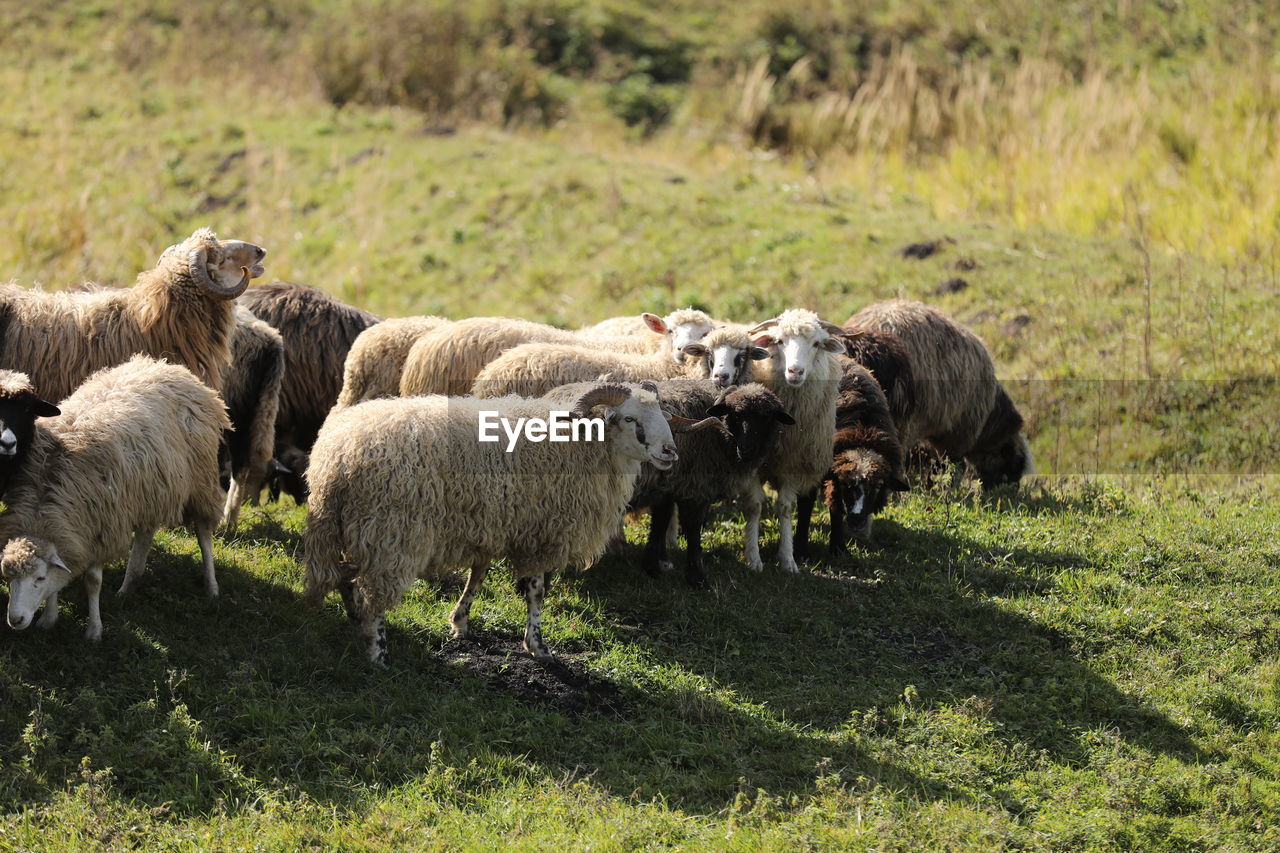 sheep grazing in a field