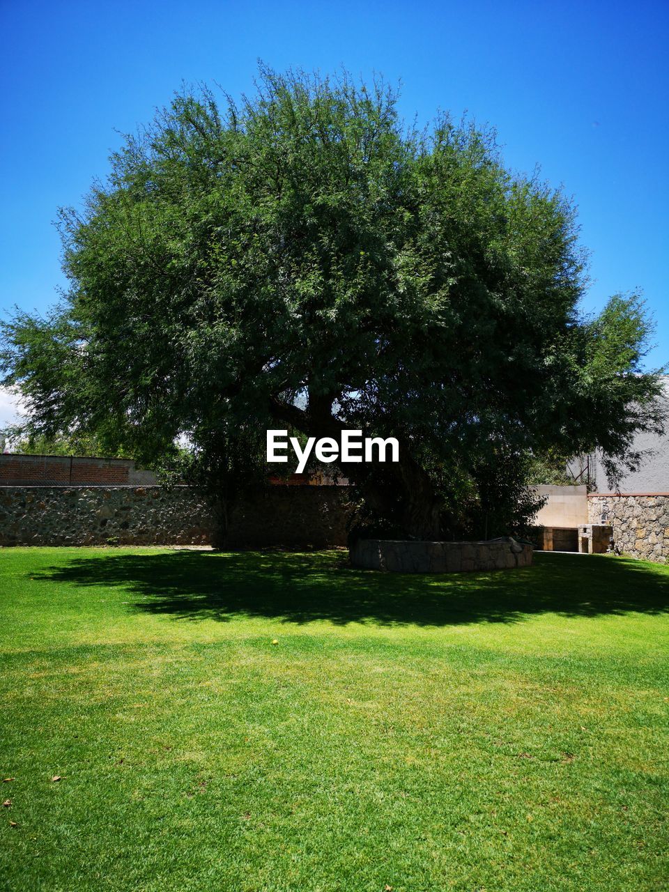 Trees and plants growing on field against sky