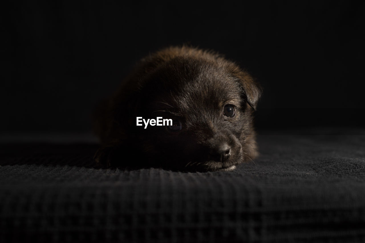 Sleeping puppy - black background 