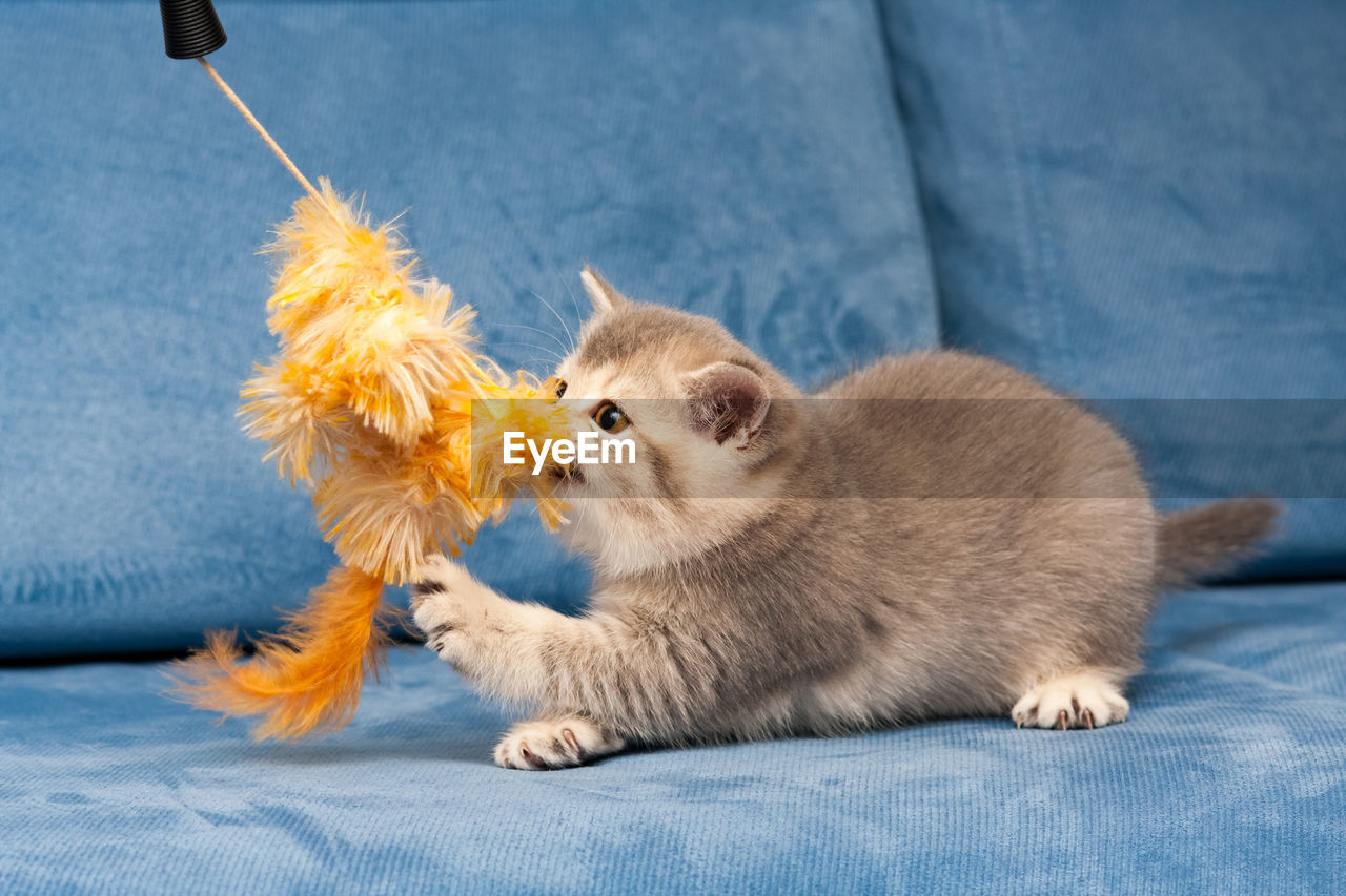 Gray british kitten plays with the furry orange toy on the blue sofa, the cat biting the toy.