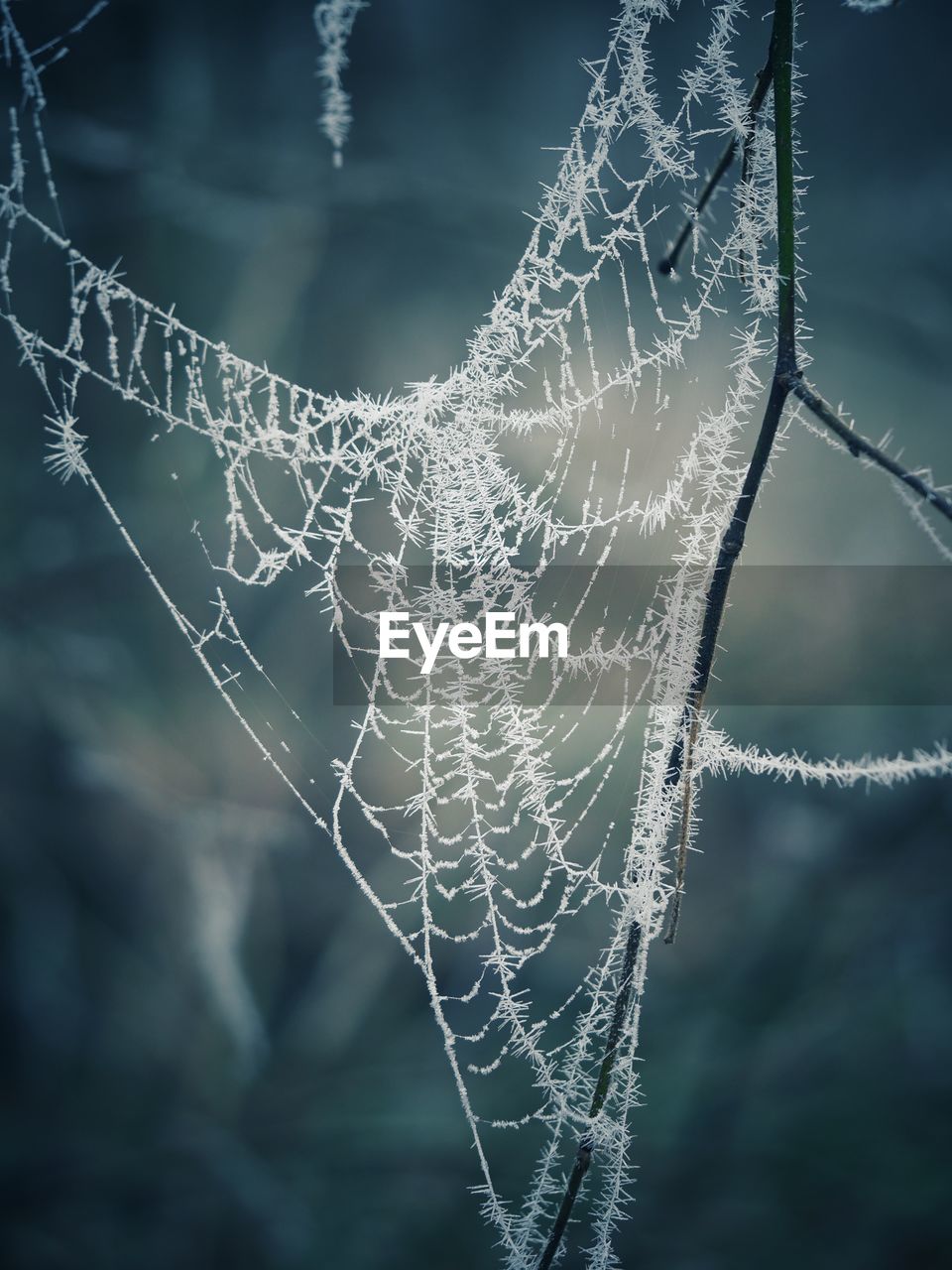 spider web, fragility, close-up, animal, focus on foreground, nature, no people, spider, water, wet, drop, macro photography, intricacy, dew, moisture, beauty in nature, pattern, complexity, trapped, outdoors, day, selective focus, plant, branch, tranquility, black and white