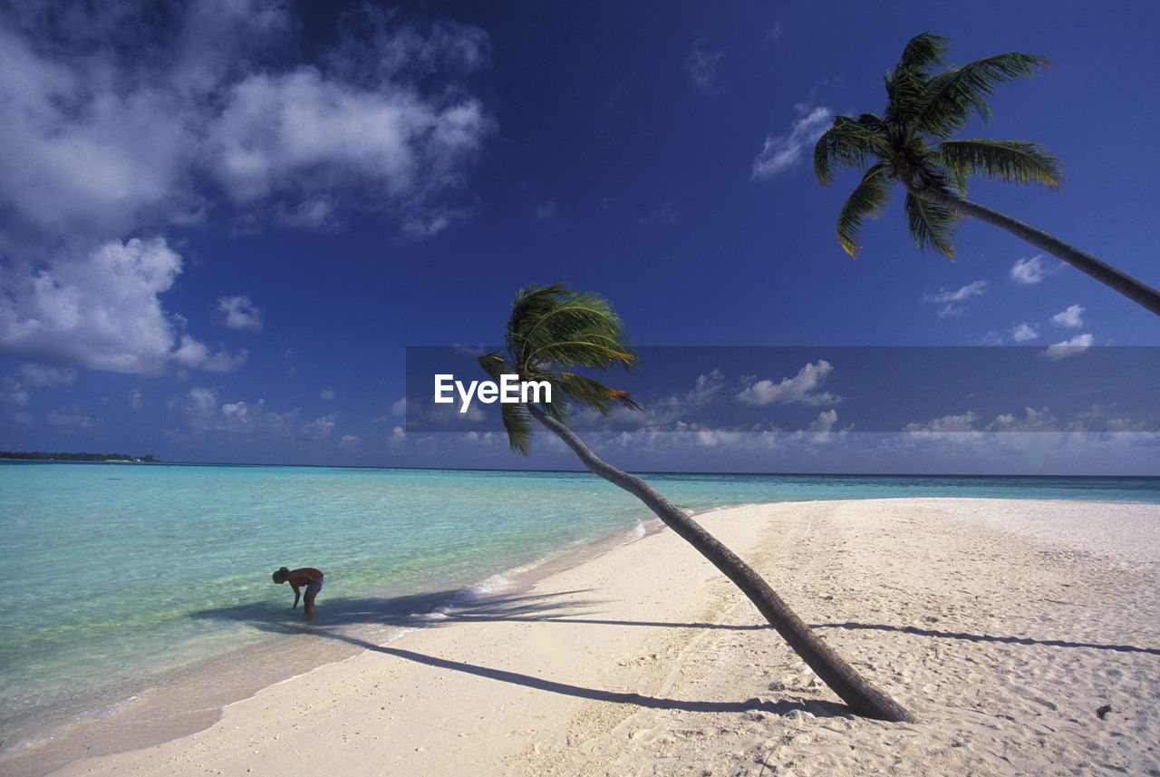 Palm trees on beach