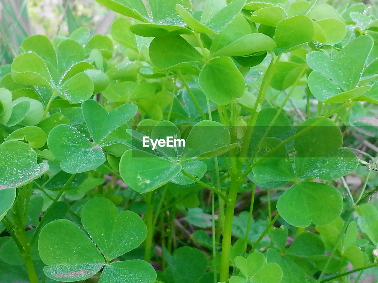 CLOSE-UP OF PLANT GROWING ON PLANT