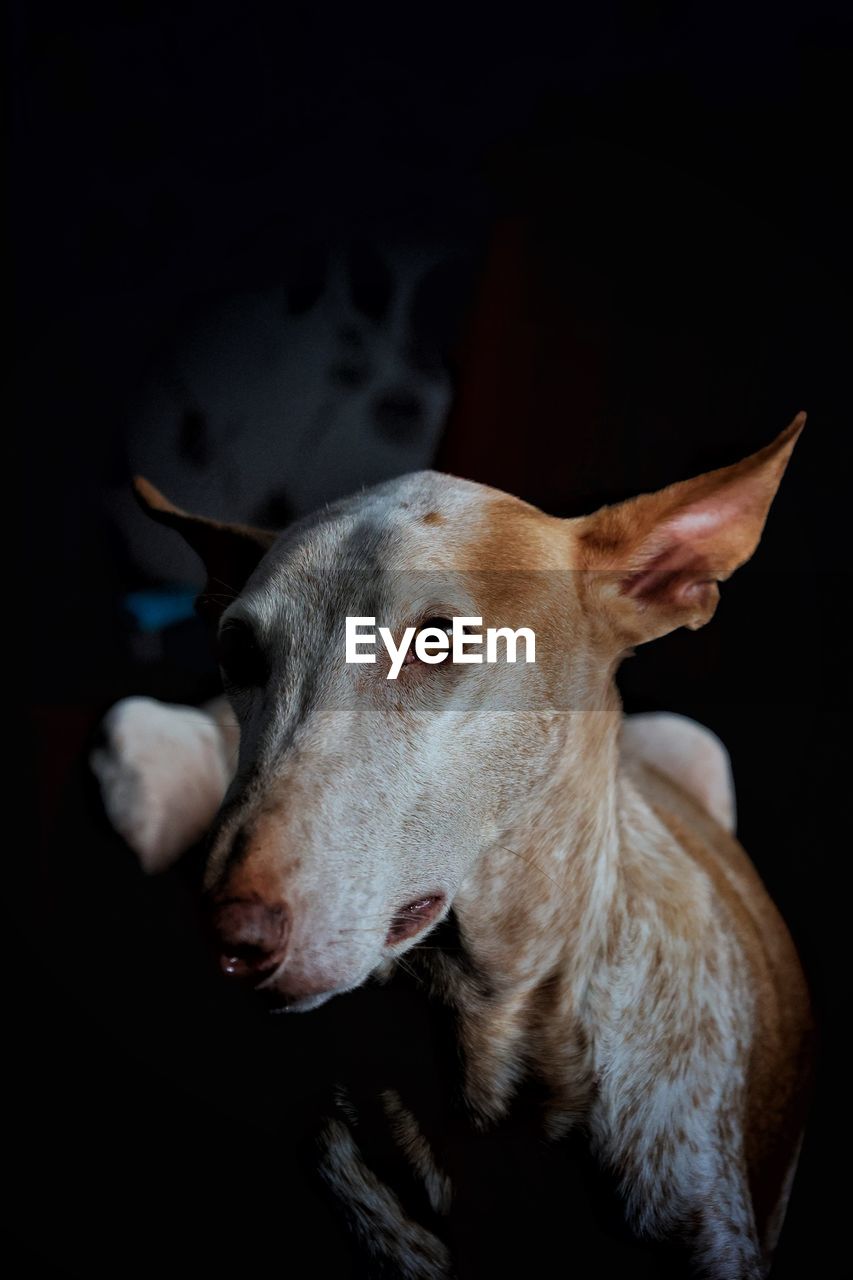 Close-up portrait of dog looking away