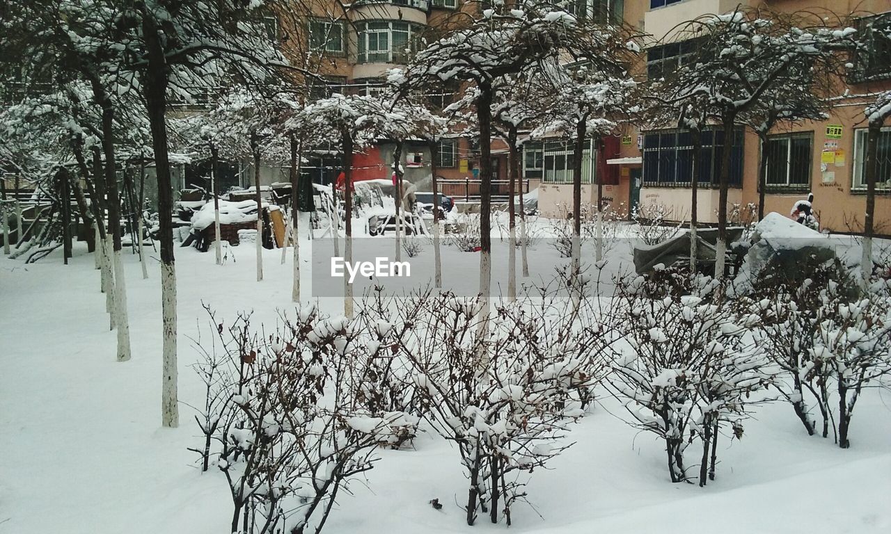 SNOW COVERED PLANTS AND TREES AGAINST BUILDING