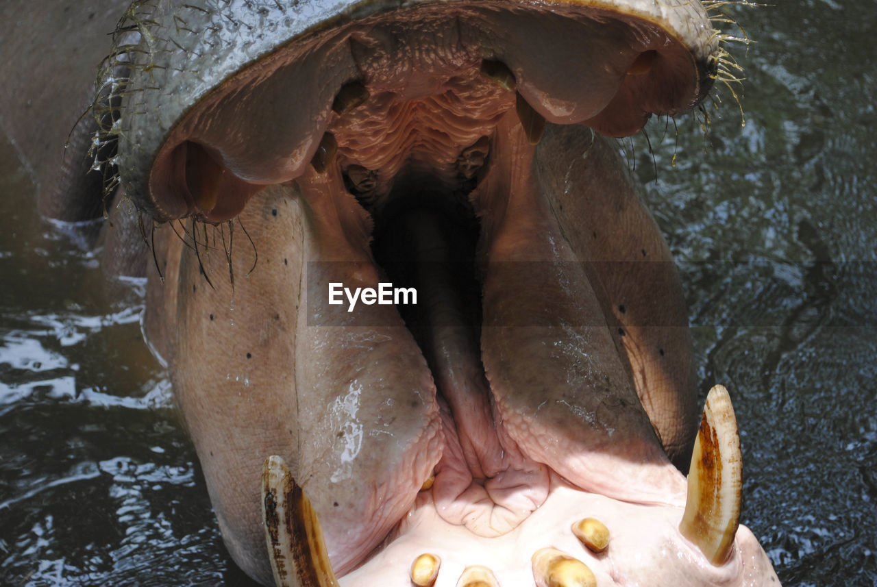 Close-up of hippopotamus with mouth open in lake
