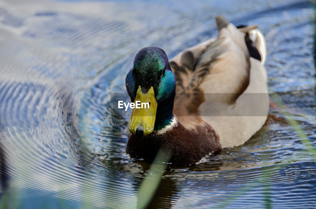 Close-up of mallard duck swimming in lake