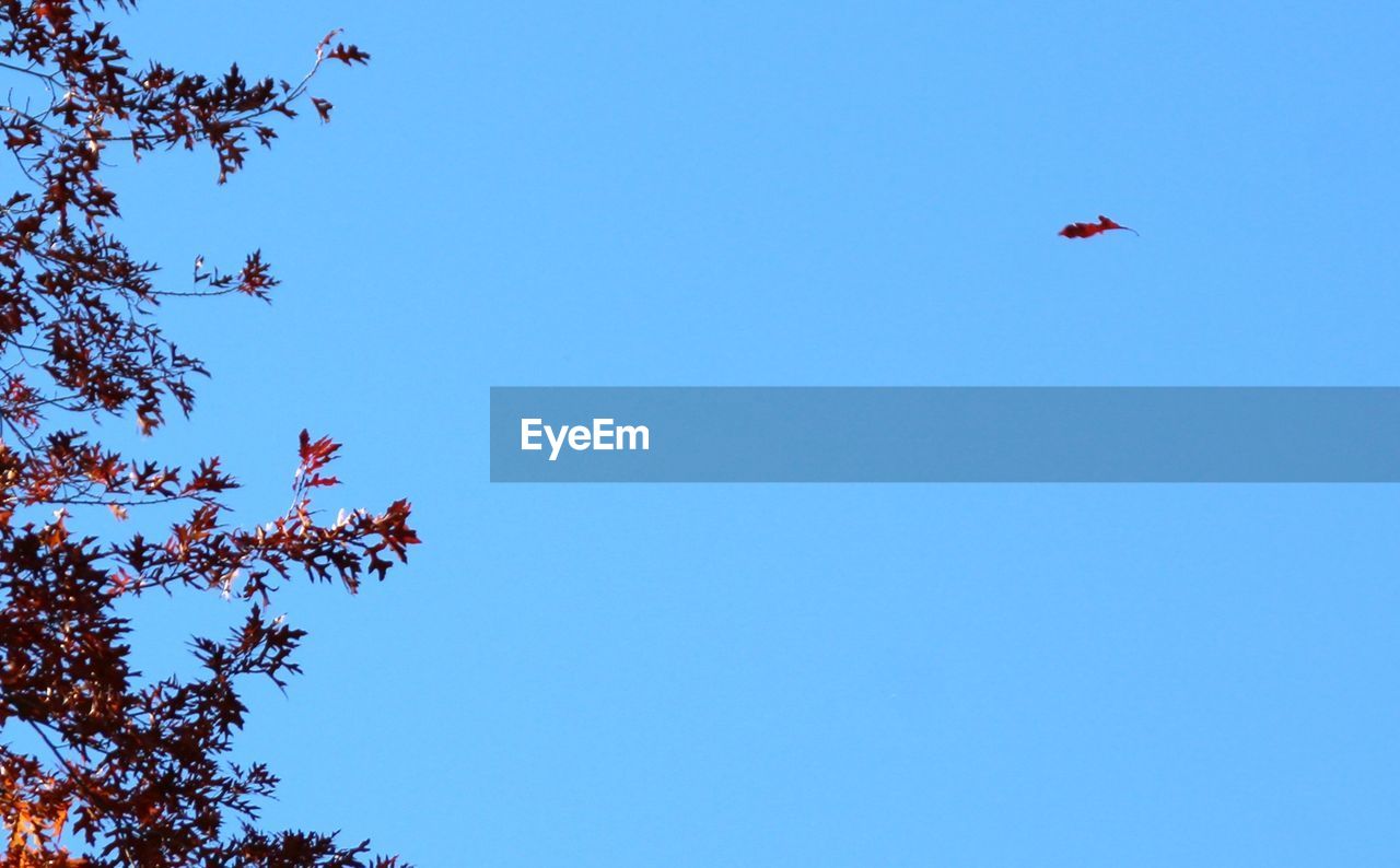 LOW ANGLE VIEW OF TREES AGAINST CLEAR SKY