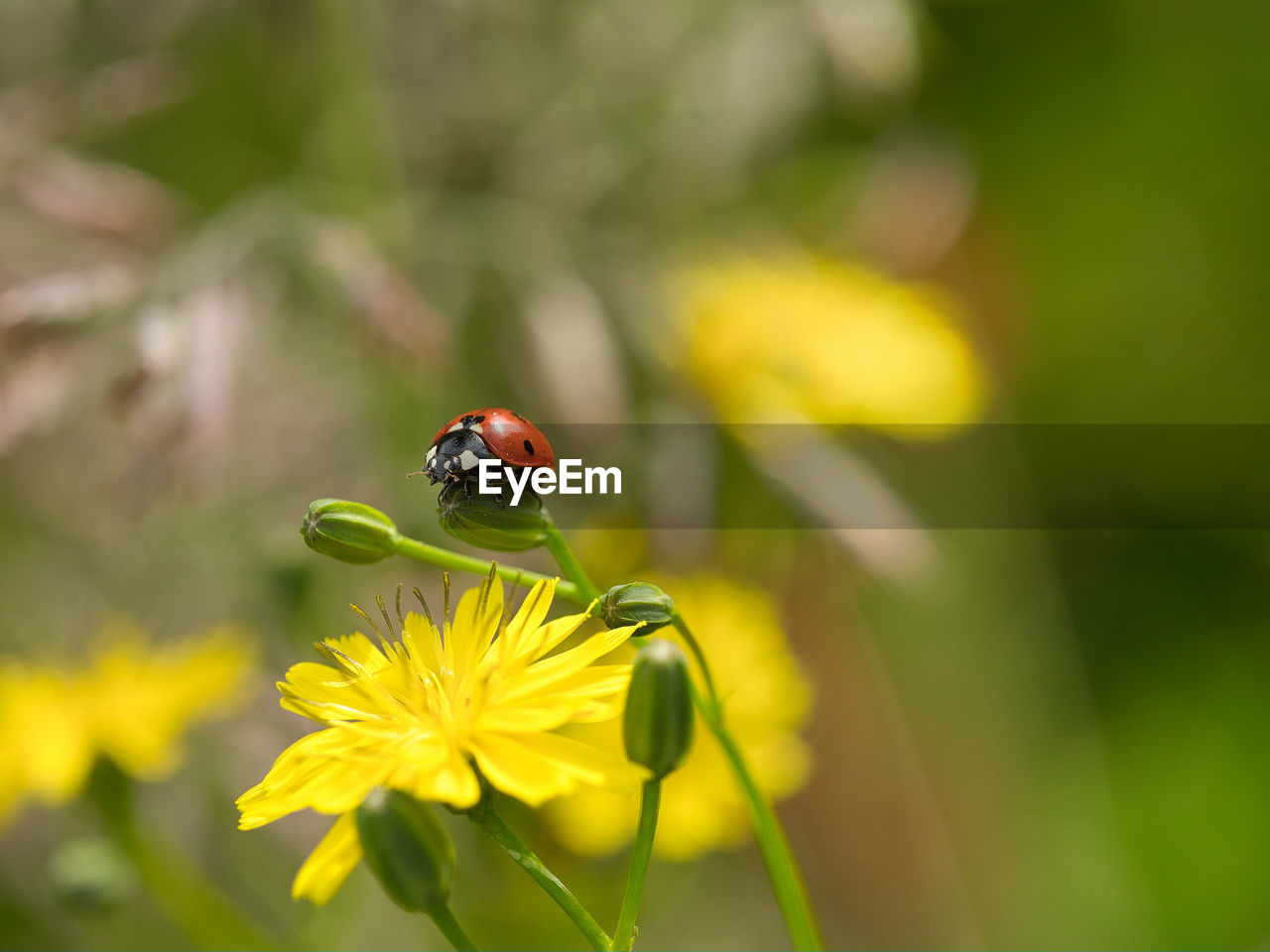 Close-up of ladybug on flower