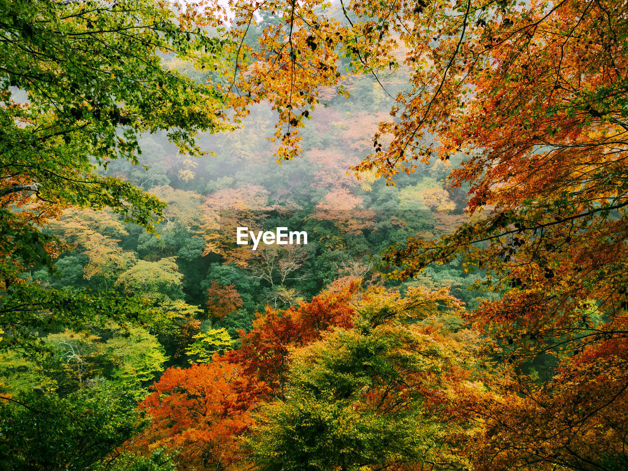 Trees in forest during autumn