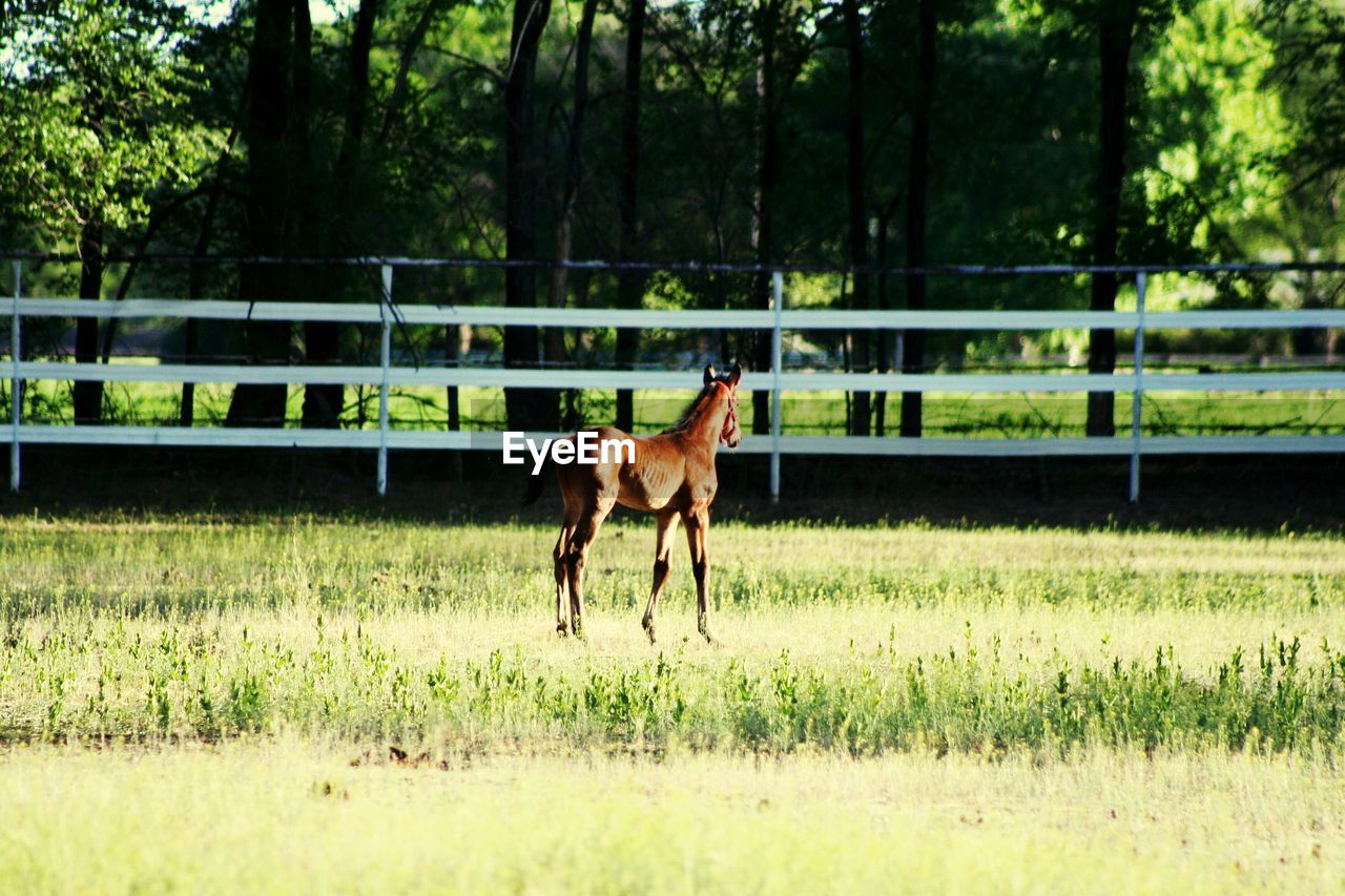 HORSE ON FARM