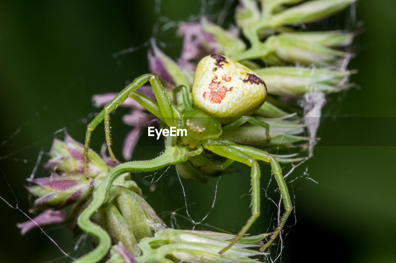 Close-up of spider on plant