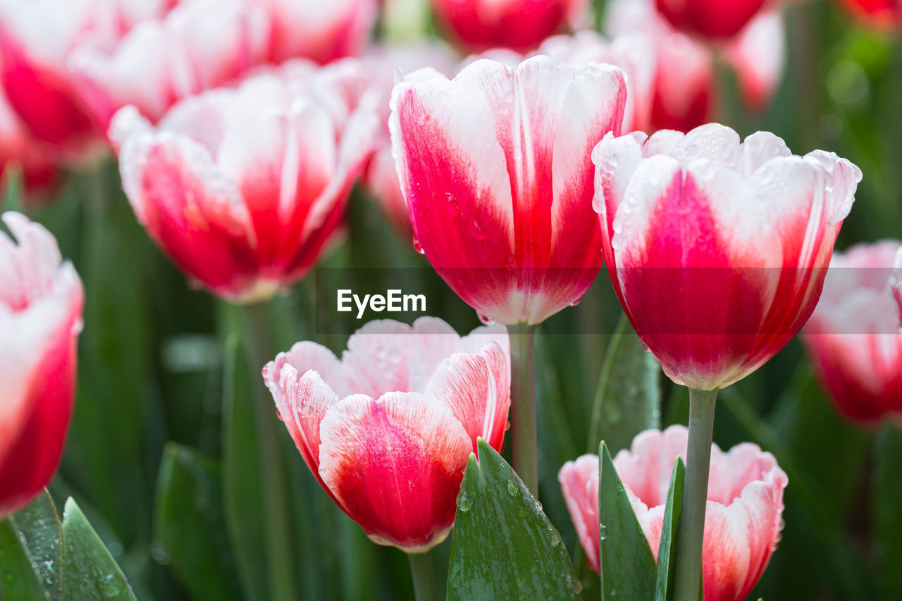 CLOSE-UP OF PINK TULIP