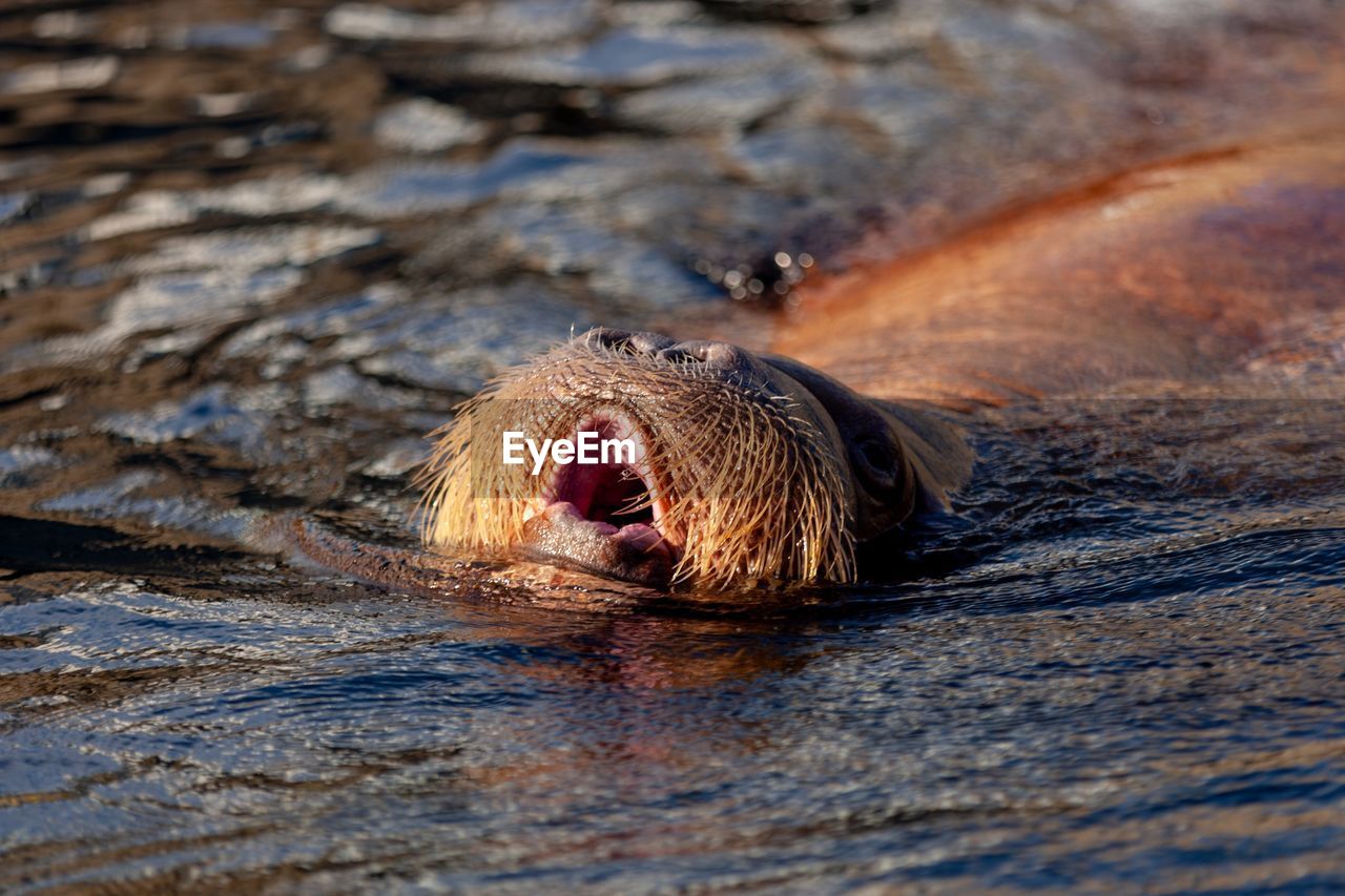 Close-up of a walrus taking breath