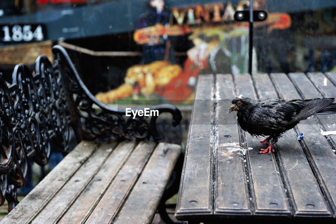 Close-up of bird perching on table