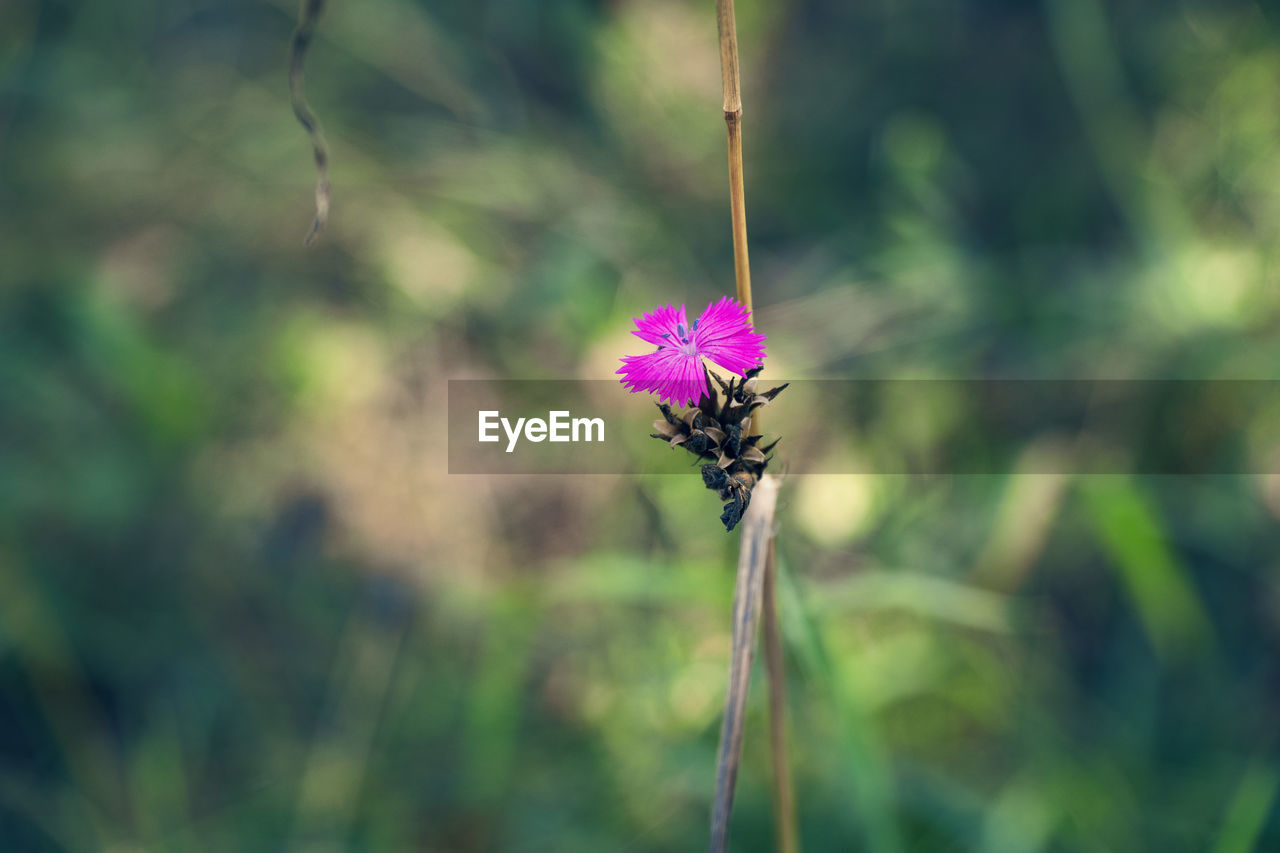 Close-up of pink flower on plant