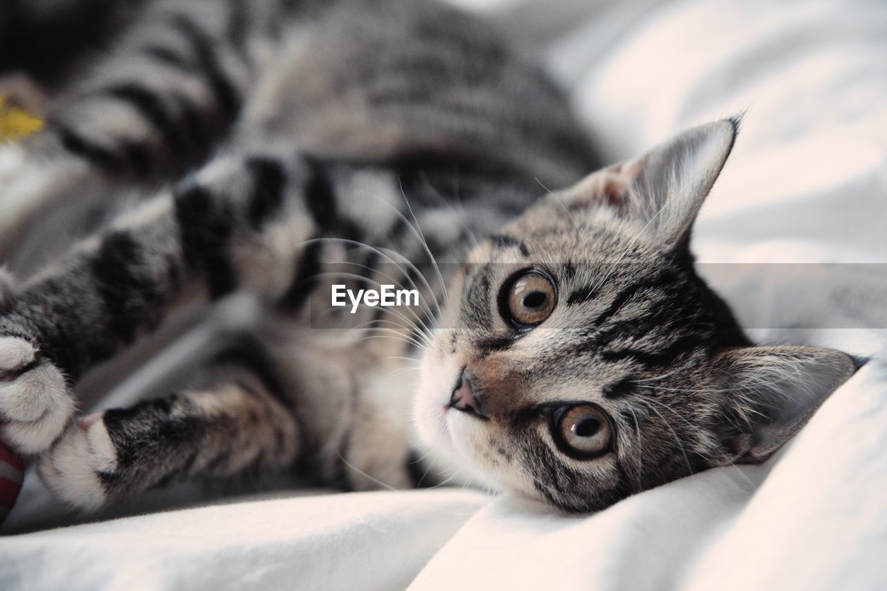 Close-up of cat lying on bed