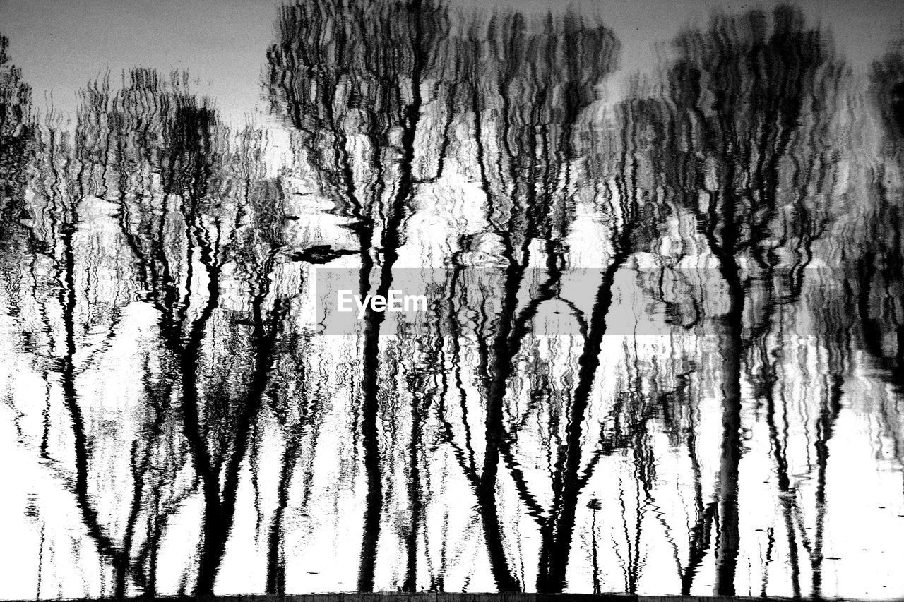 TREES AGAINST SKY