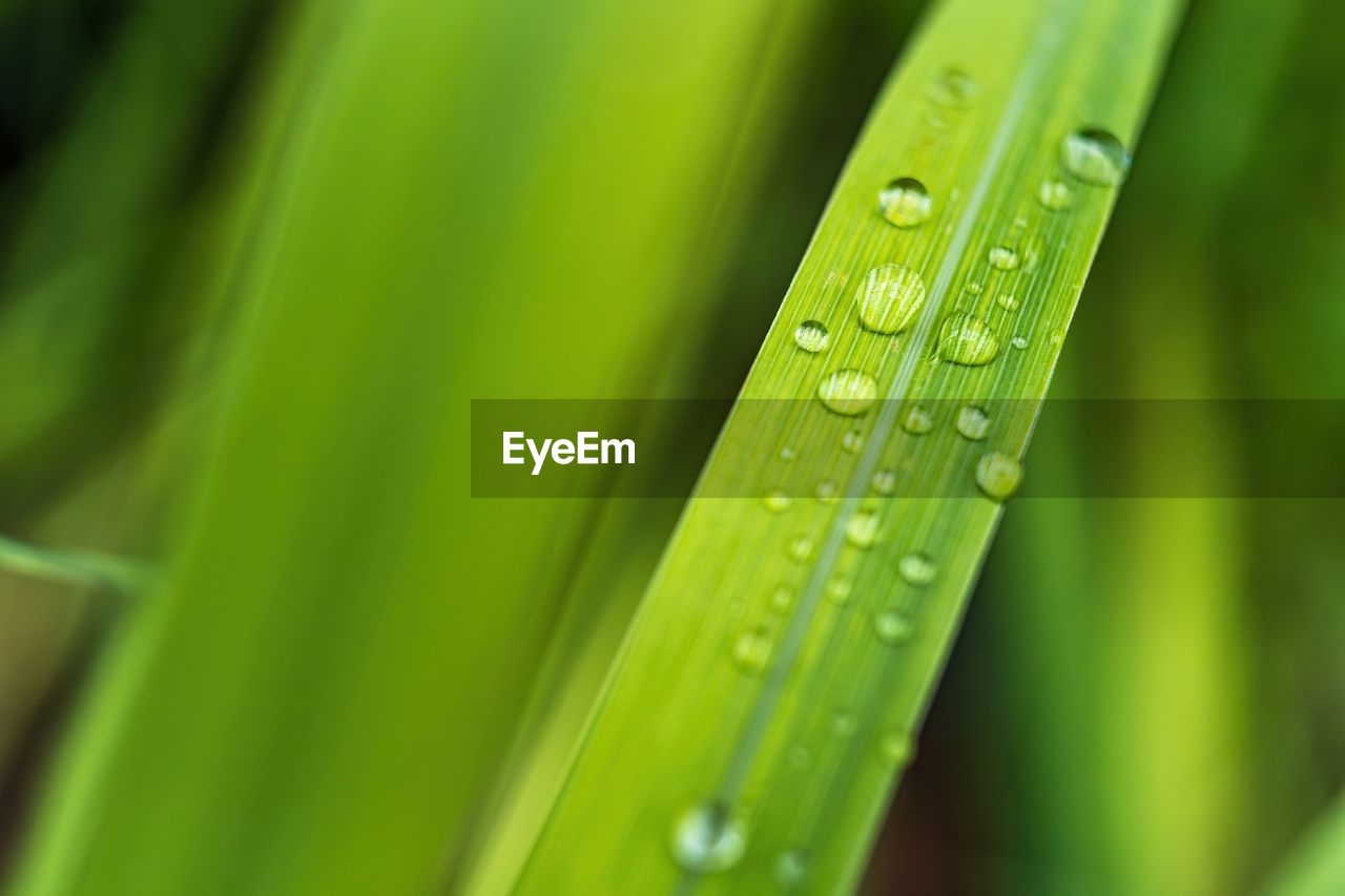 CLOSE-UP OF WATER DROPS ON GREEN GRASS