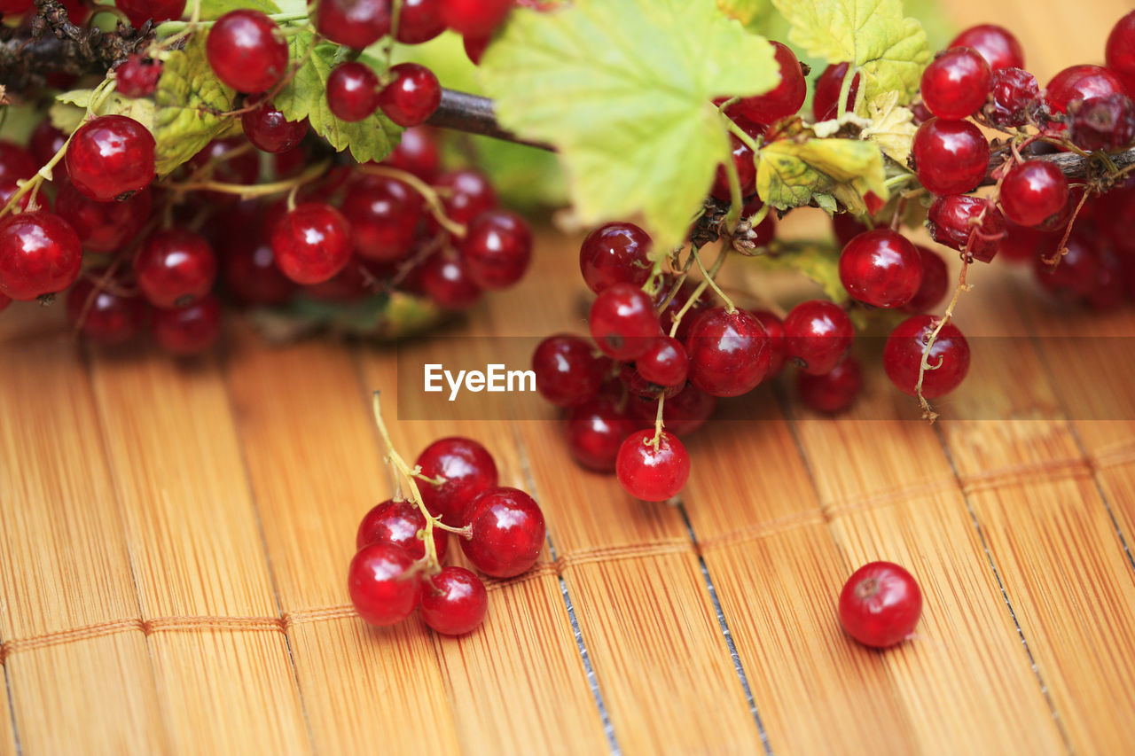 Close-up of berry fruit on tree