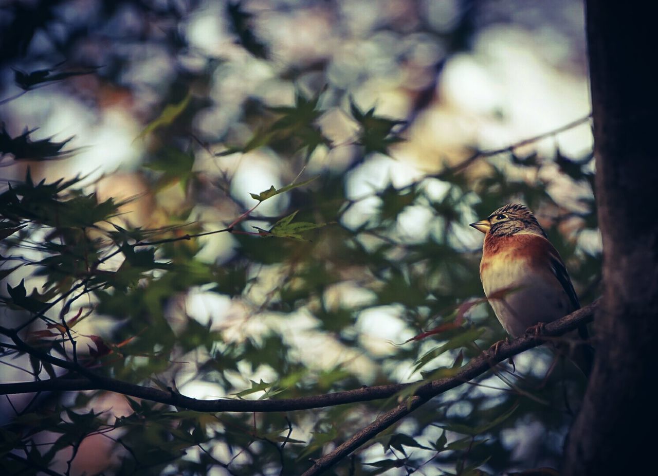 LOW ANGLE VIEW OF BIRD PERCHING ON TREE BRANCH