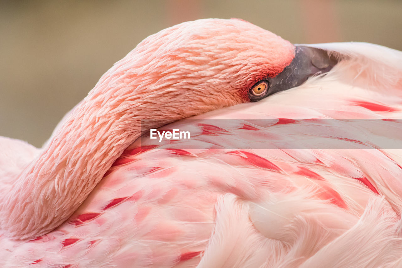 Close-up of flamingo